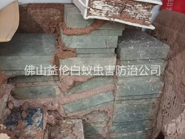 北滘防治白蚁危害工程