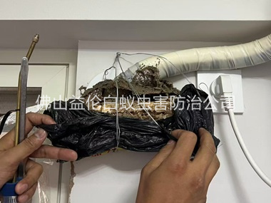 伦教房屋白蚁诱杀工程